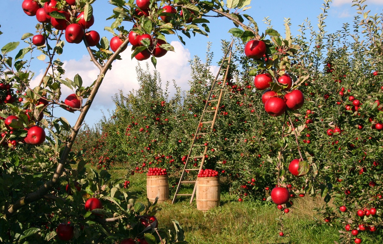 Zomers diner onder rijpe appelbomen.