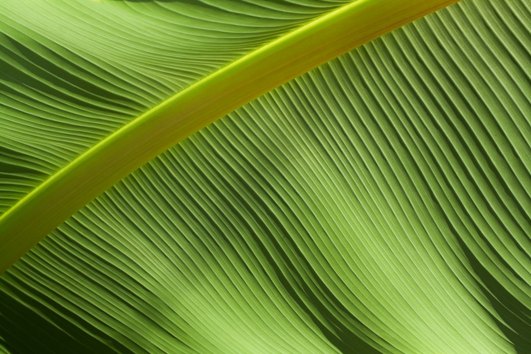 Grote monstera plant naast werkbureau thuis.